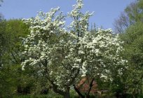 Pear common: planting, care, pests and fight with them
