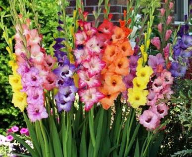Flowers gladiolus planting and caring