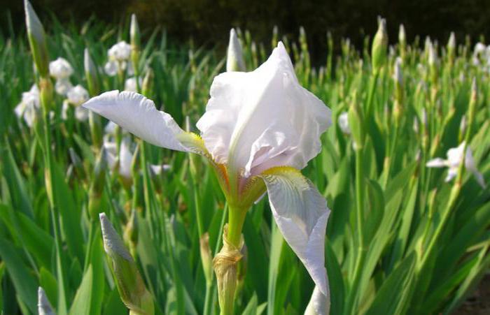 las flores de iris blanco