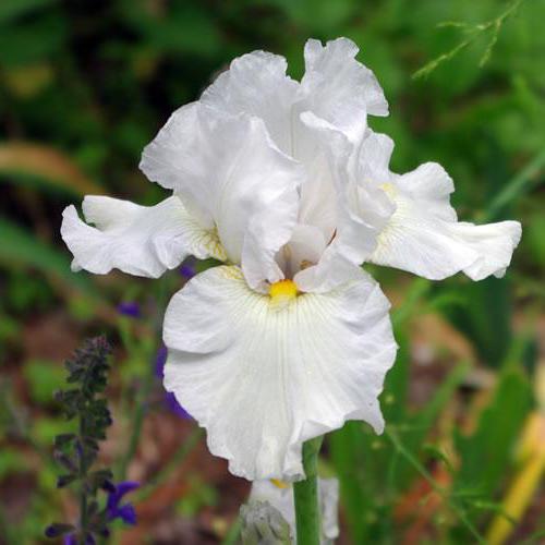 irises white varieties