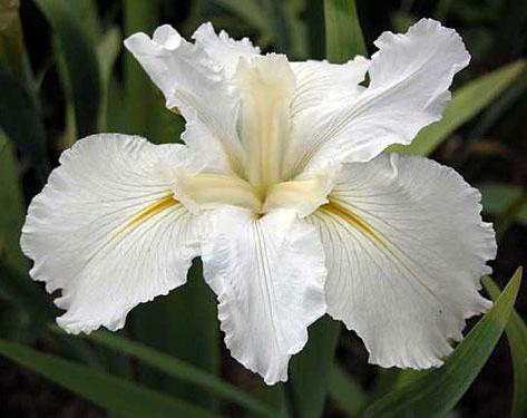 Iris weiße Nächte