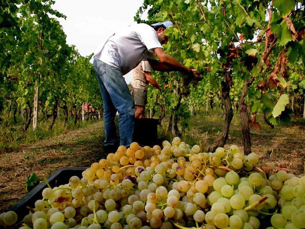 caring for the grapes in the summer in the suburbs