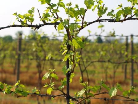 winogrona isabella w moskwie sadzenie i pielęgnacja