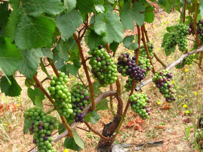 as uvas para a síria variedades неукрывной cuidados