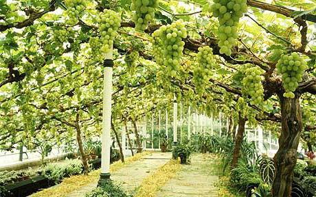 uvas lydia nos subúrbios de plantio e cuidados