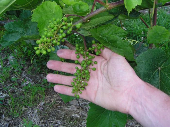 uvas de plantio e cuidados na russia corte