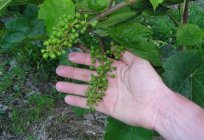 Правильний догляд за виноградом в Підмосков'ї