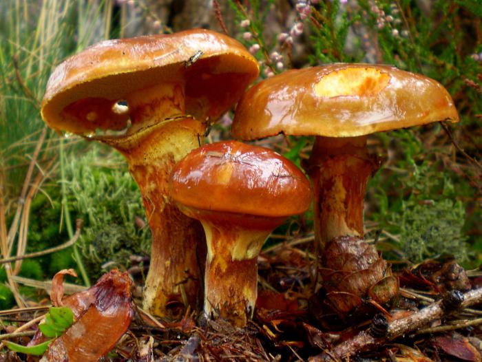 Як обробити гриби маслюки