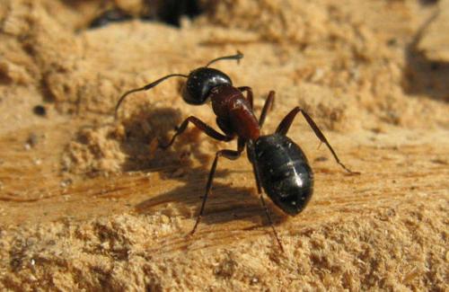 czerwone mrówki