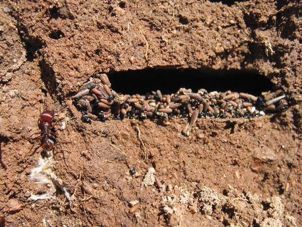чырвоныя мурашы як пазбавіцца