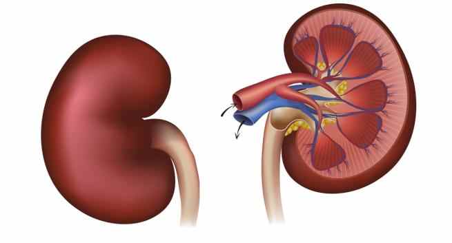 kidney man