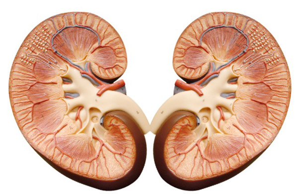 kidney in the section