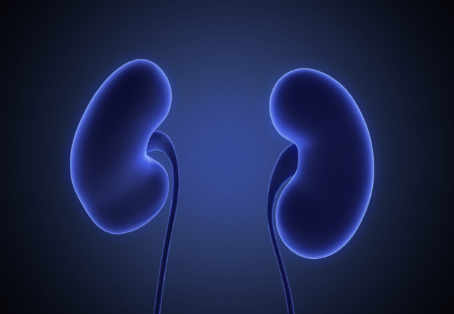 facts about renal