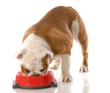 dog food our brand-reviews