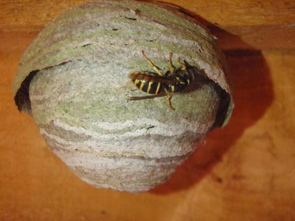 how to deal with wasps in the wooden house