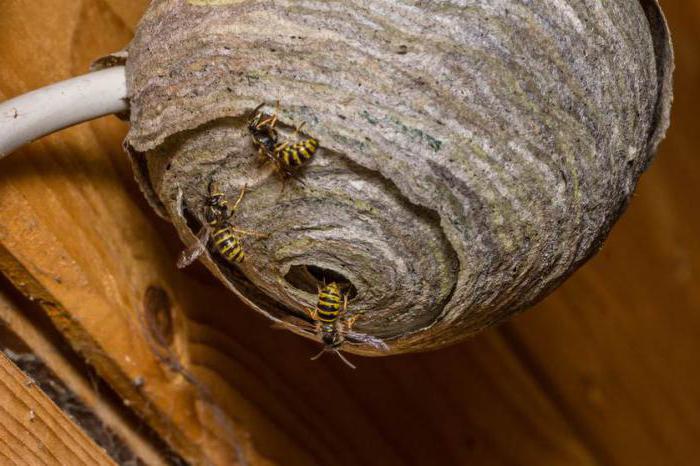 wie man mit Wespen in einem Holzhaus außerhalb der Reichweite