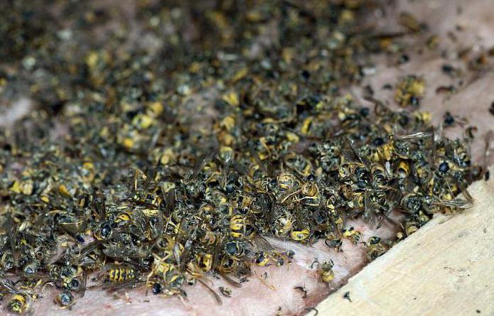 ile başa çıkmak için nasıl yaban arıları ahşap bir evde tek başına