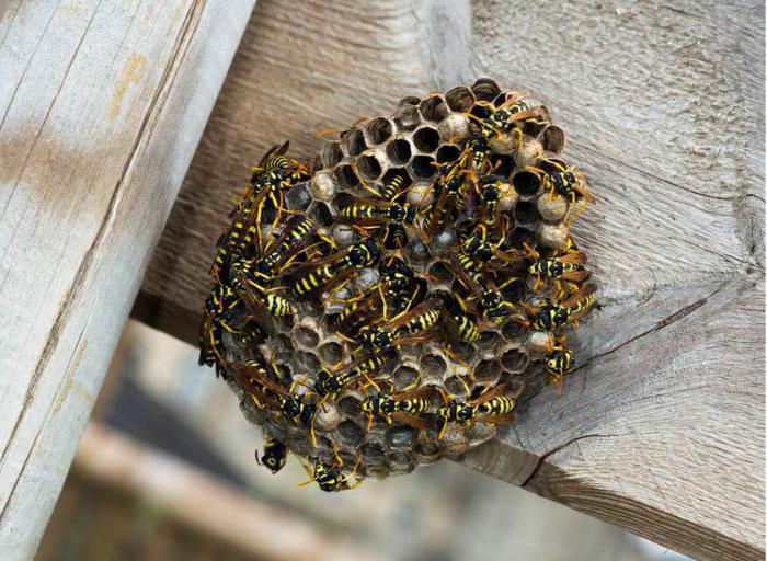 how to deal with wasps in the wooden house