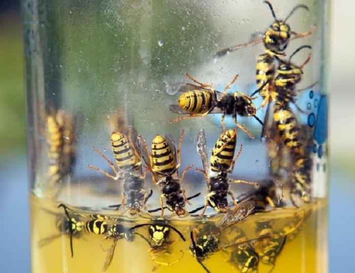 ile başa çıkmak için nasıl yaban arıları ahşap bir evde yöntemleri