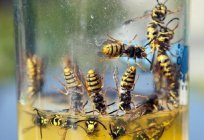 İle başa çıkmak için nasıl yaban arıları ahşap bir evde tek başlarına mı?