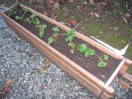 planting strawberries in the autumn
