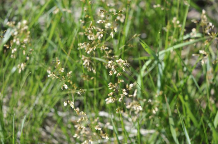 Grass Zubrowka nützliche Eigenschaften