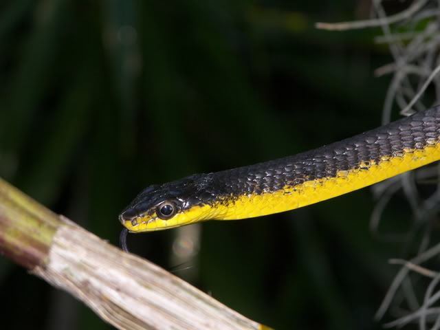 желтобрюхая yılan
