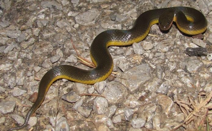 yellow-bellied water snake