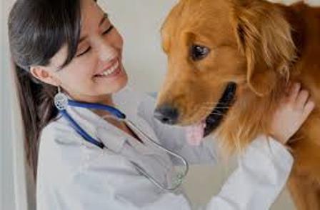 veterinary - clinic Moscow