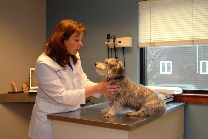 ветеринариялық клиникаларға мәскеу жақ