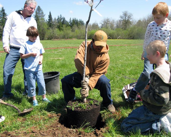 what trees to plant in the spring