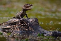 Mississippi alligator: habitat, food, photos