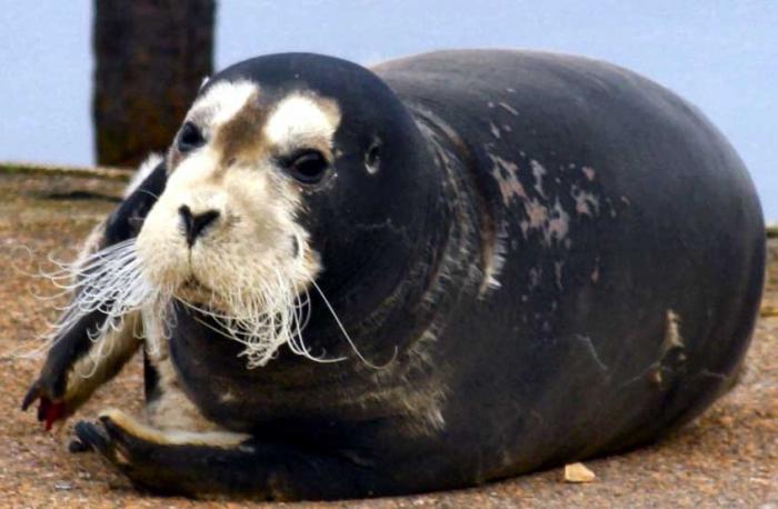 la foca marina liebre