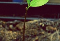 Papaya трехлопастная: Beschreibung und Foto