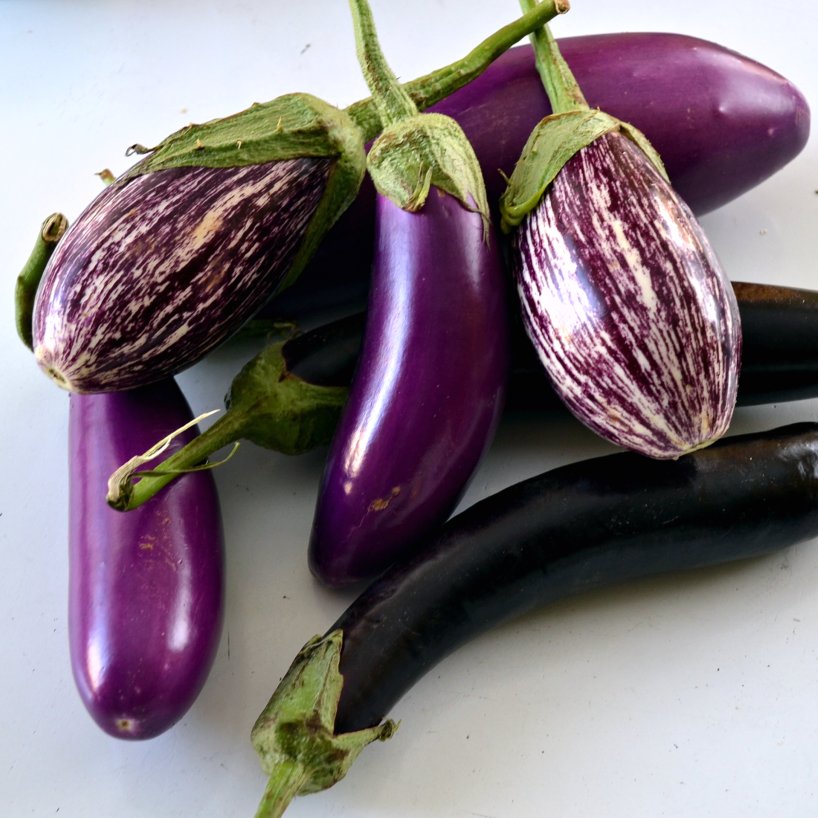 Eggplant for greenhouses