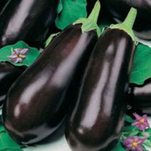 Eggplant Purple miracle