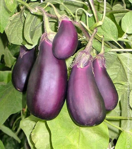 Eggplant Robin hood