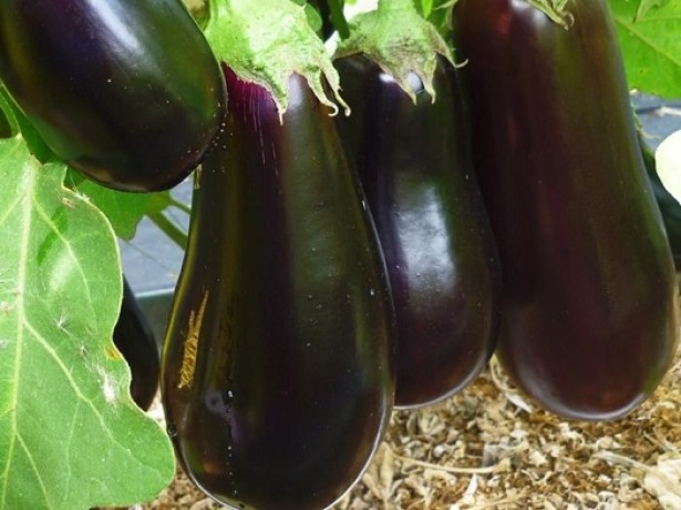 Eggplants of the variety Almaz