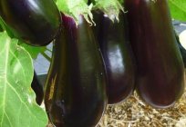 The best varieties of eggplant: the photo, characteristics and description