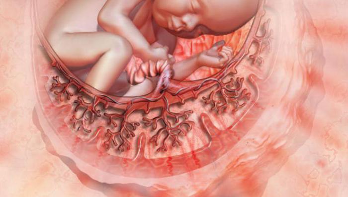 semana de gestação, a placenta começa a se formar
