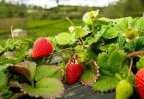 जहां उगाया जाता है, सबसे अच्छा स्ट्रॉबेरी? Sovkhoz imeni Lenina (लेनिन आर-एन, मॉस्को क्षेत्र): पते प्वाइंट-ऑफ-सेल