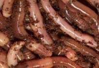 Дендробена черв'як (Dendrobena Veneta): вирощування, розведення