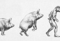 Обезьяний тіл: карикатура М. Зощенко арналған человекообразных маймылдар