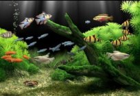 Compatible barbs with other fish in the aquarium