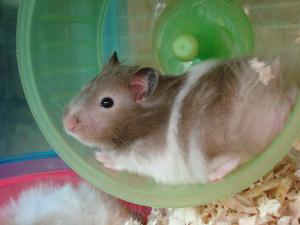 how to teach a hamster to the toilet