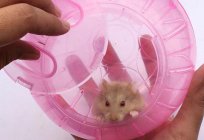 How to teach a hamster to the toilet and to the drinking bowl