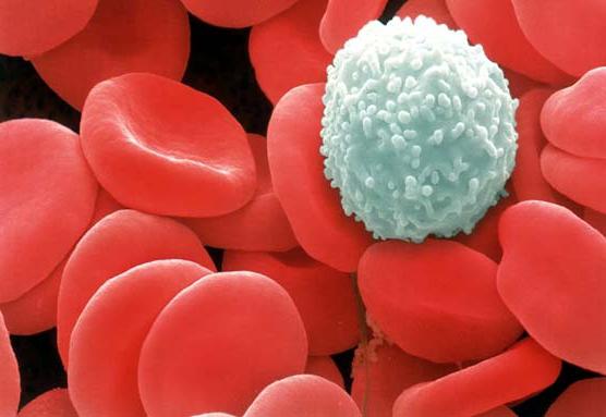  how to raise white blood cells after chemo