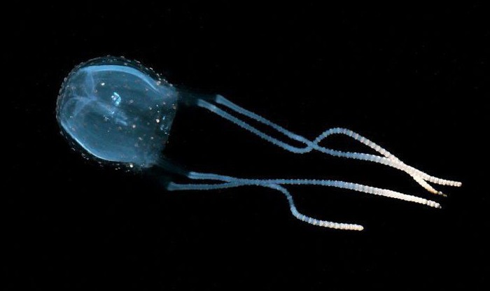 медуза ируканджи