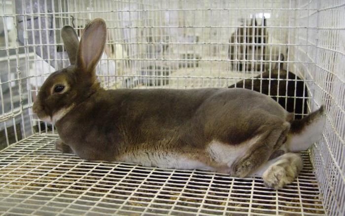 Maschenweiten für Käfige von Kaninchen