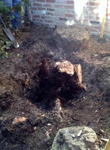 removing roots of trees
